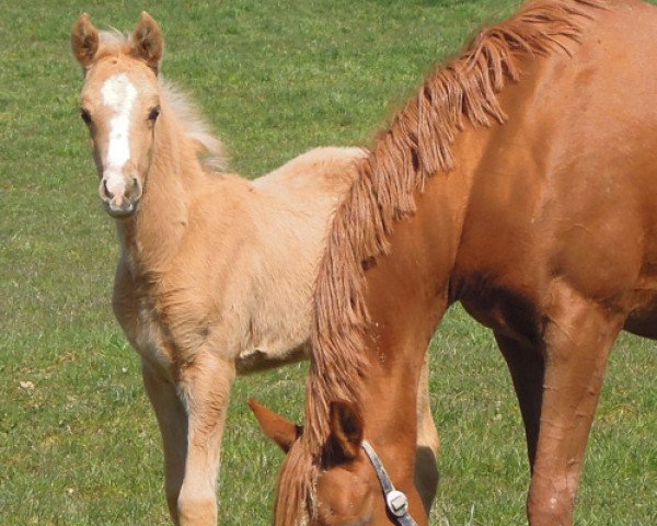 Pferd RM Global Guy (Deutsches Reitpony, 2015, von Global Player At)