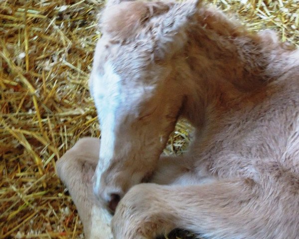 Pferd RM Golden Amber (Deutsches Reitpony, 2016, von Golden West NRW)