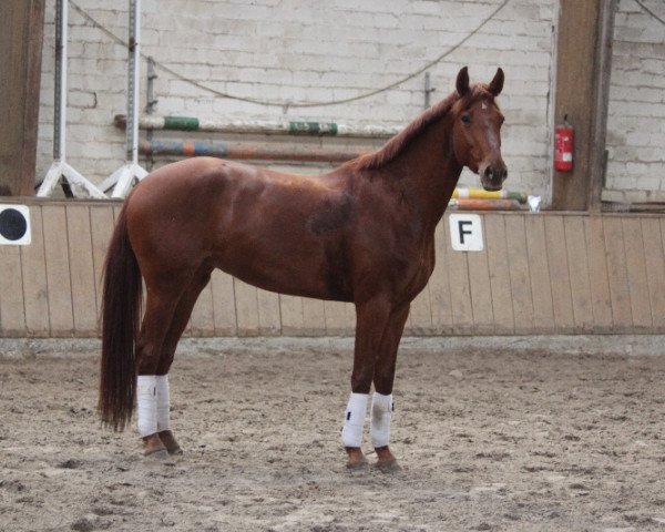 broodmare Daido R (Westphalian, 2008, from Dancing Dynamite)