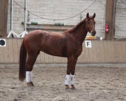 broodmare Daido R (Westphalian, 2008, from Dancing Dynamite)