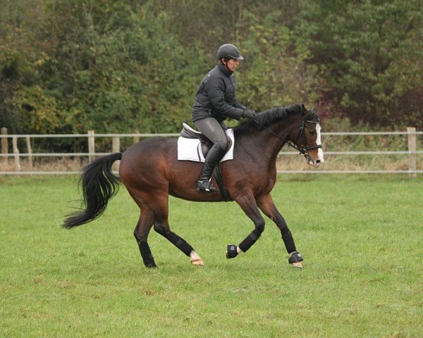 horse Lilly (Hanoverian, 2010, from Lissaro)