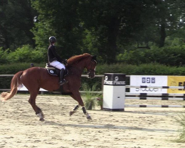 Reitturnier Münster-Handorf 2020