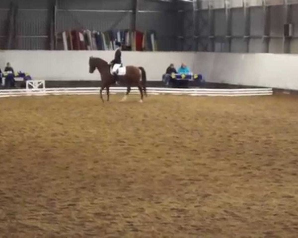 horse Golden Champ (German Riding Pony, 2005, from Champion For Pleasure)