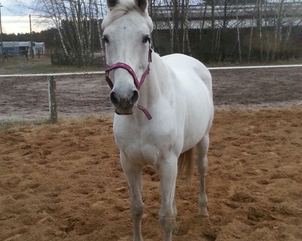 Pferd Maika (Deutsches Reitpferd, 1996, von Pesus xx)