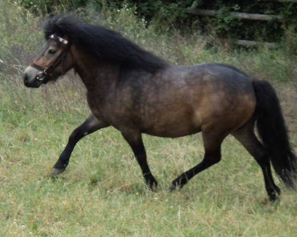 broodmare Shakira MRH (Shetland Pony, 2011, from Scot van de Garderenshof)