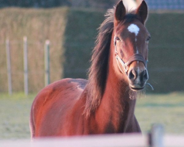 Zuchtstute Queen Quality 2 (Westfale, 2004, von Quo Vados I)