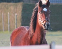 broodmare Queen Quality 2 (Westphalian, 2004, from Quo Vados I)