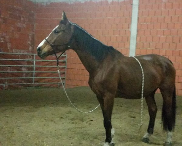 broodmare Gracia 181 (Oldenburg, 1997, from Alabaster)