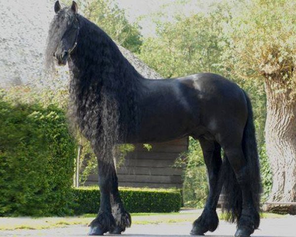 Deckhengst Aan 416 (Friese, 2000, von Abe 346)