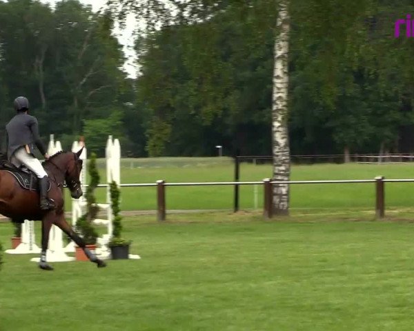 Reitturnier Hille 2020