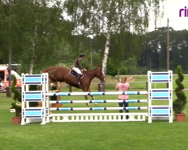 Reitturnier Hille 2020