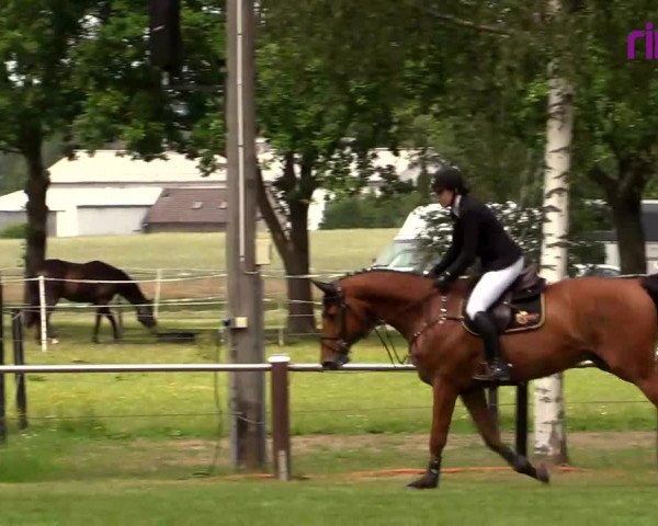 Reitturnier Hille 2020