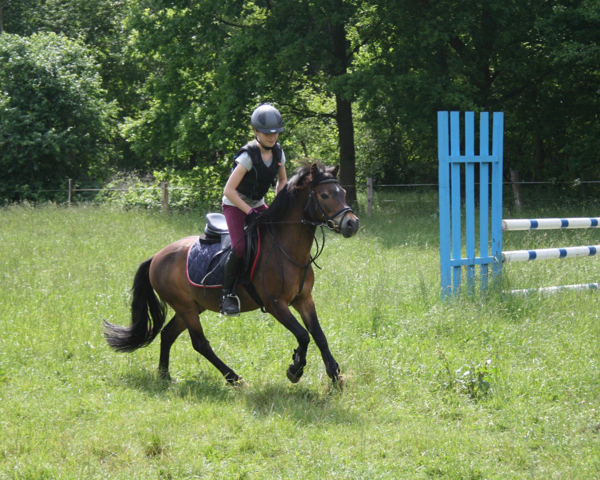 dressage horse Jim Knopf (Dartmoor Pony, 1999, from Wishfield Johnnie Walker)