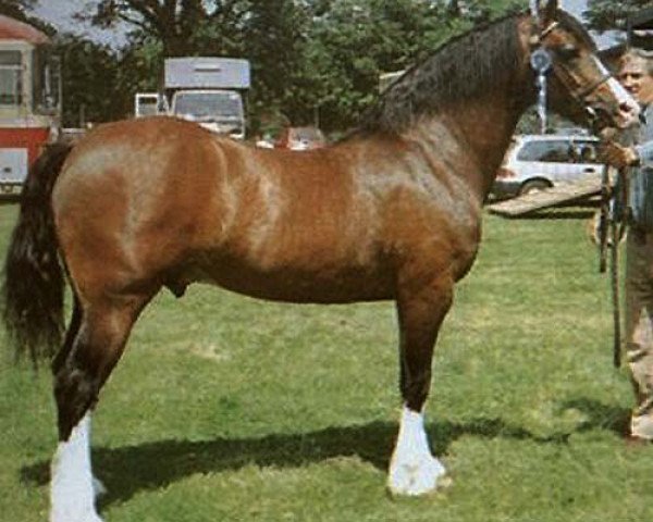 stallion Crugybar Mabon (Welsh-Cob (Sek. D), 1990, from Derwen Desert Express)