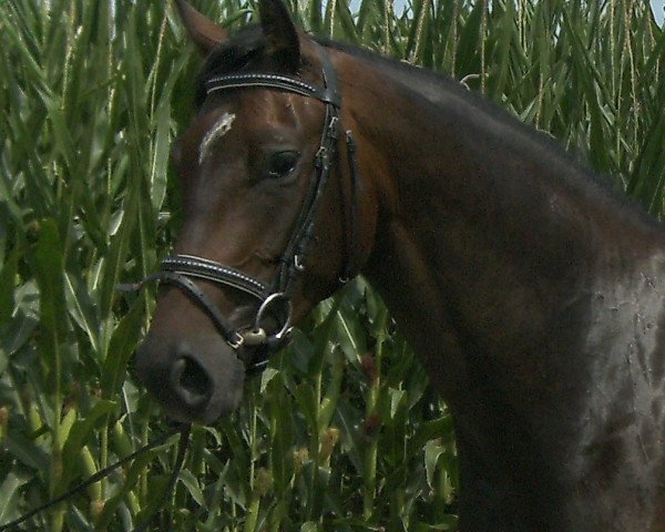 broodmare Limba (Württemberger, 2012, from Leonce)