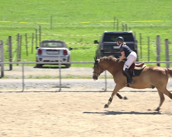 Reitturnier Galgenen 2020
