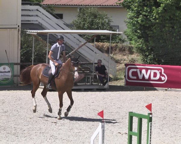 Reitturnier Worms-Pfeddersheim / Reitsportanlage Wittemer 2020