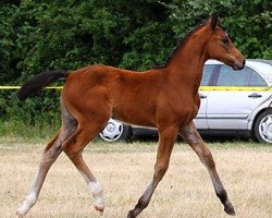 broodmare Eiskönigin (Hanoverian, 2015, from Eldorado van de Zeshoek)