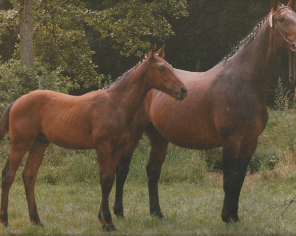 broodmare Gluecksfee (Zweibrücken, 1984, from Gold Ferdl)