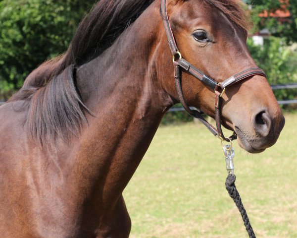 Pferd Sam Witwicky (Hannoveraner, 2014, von Sarotti Mocca-Sahne)