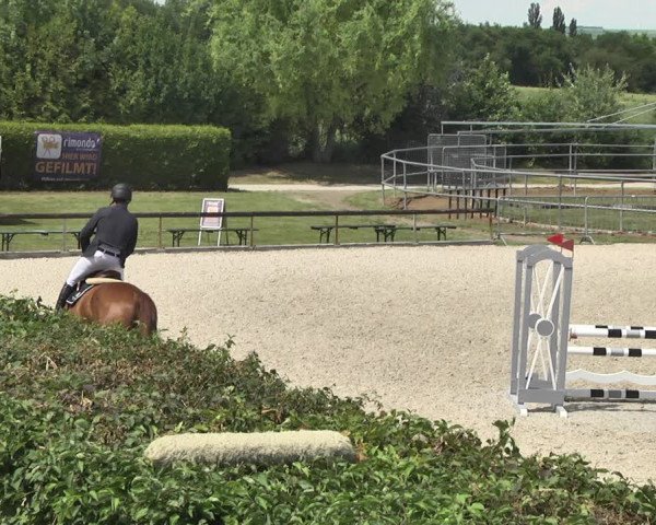 Reitturnier Worms-Pfeddersheim / Reitsportanlage Wittemer 2020