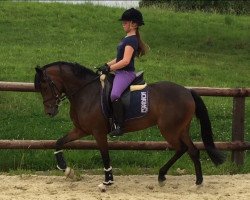 Zuchtstute VaVaVoom (Deutsches Reitpony, 2011, von Veivel R)