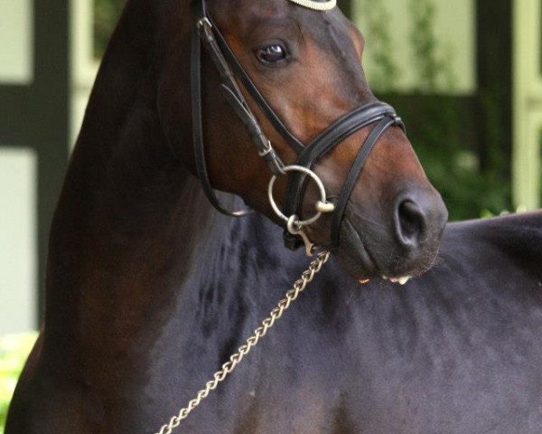 horse Dispatcher NH (German Riding Pony, 2007, from Dauphin)