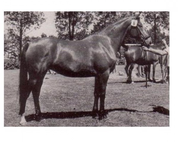 broodmare Orite (KWPN (Royal Dutch Sporthorse), 1973, from Courville xx)
