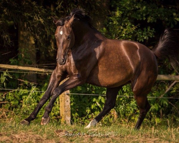 broodmare Oressa (Bavarian, 2009, from Sandro Boy)