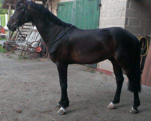 Pferd Andrasché (Westfale, 2007)