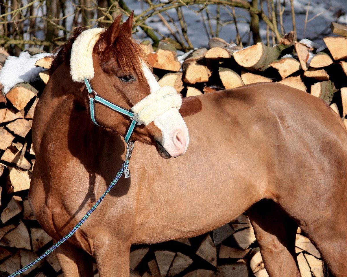 broodmare Rocket Lady 4 (German Warmblood, 2011, from Rebell Junior)