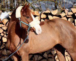 broodmare Rocket Lady 4 (German Warmblood, 2011, from Rebell Junior)