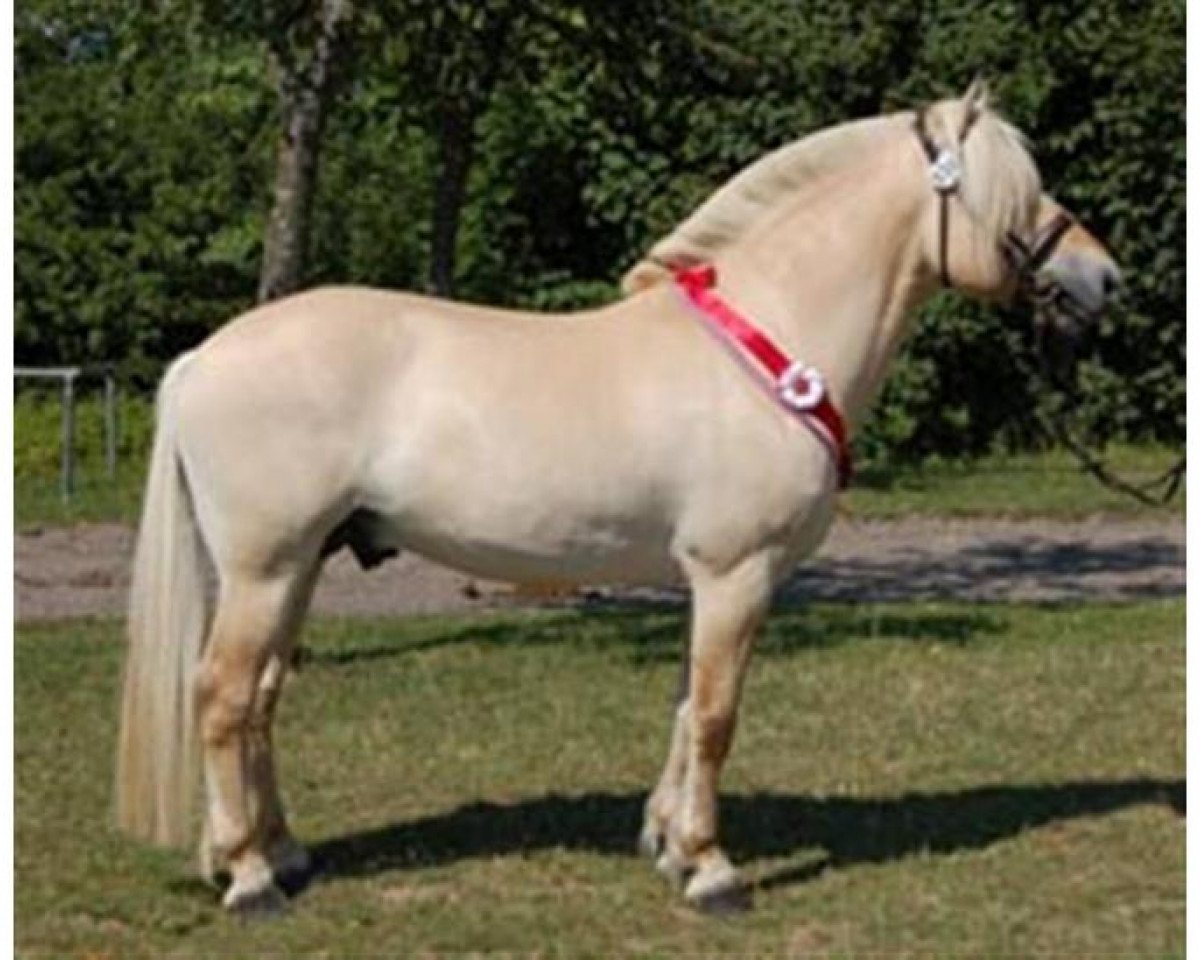 Deckhengst Glibings Ajs FJH 736 (Fjordpferd, 2002, von Golf Gudenå)