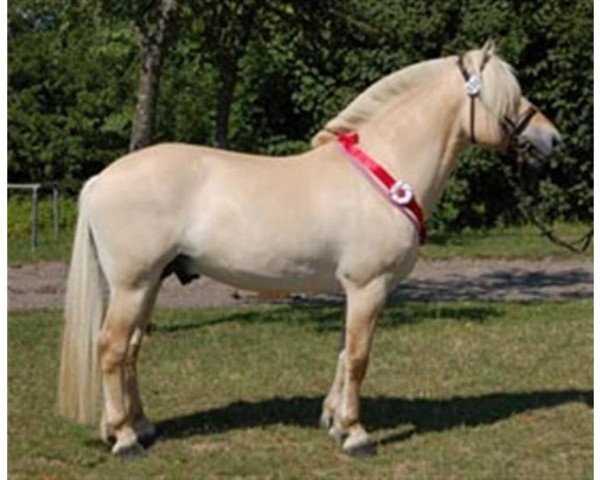 stallion Glibings Ajs FJH 736 (Fjord Horse, 2002, from Golf Gudenå)