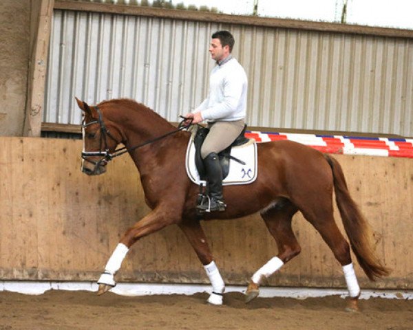 horse Wallach von Fürst Romancier/Royal Hit (Oldenburg, 2012, from Fürst Romancier)