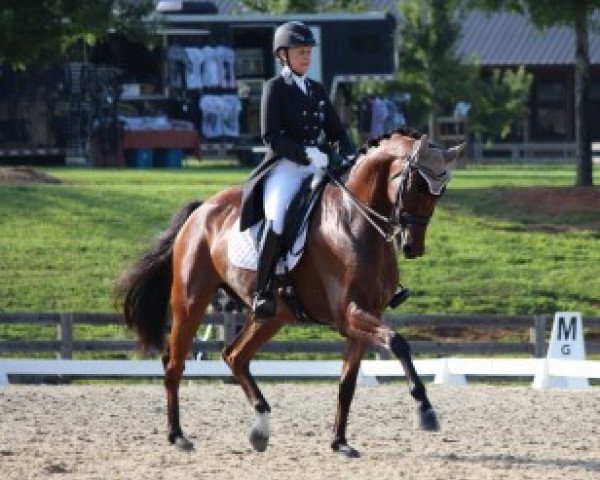 Dressurpferd Leonardo (Dänisches Warmblut, 2007, von Solos Landtinus)