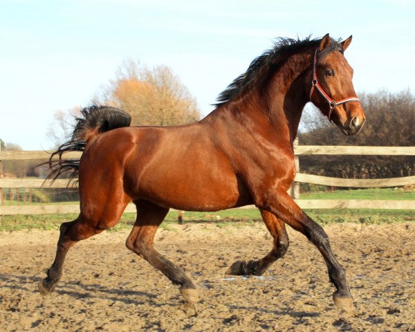 horse Hannibal (KWPN (Royal Dutch Sporthorse), 2012, from Douglas)
