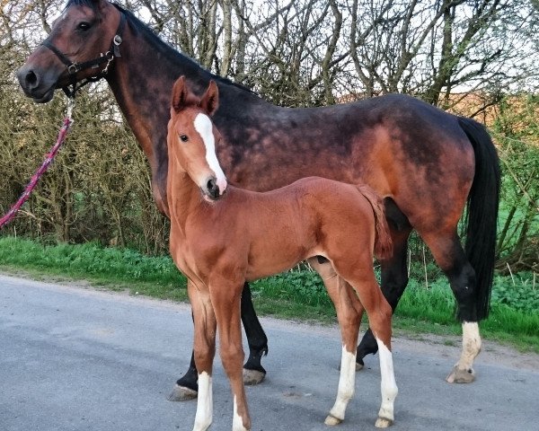 broodmare Sabotage (Holsteiner, 2002, from Caretino)