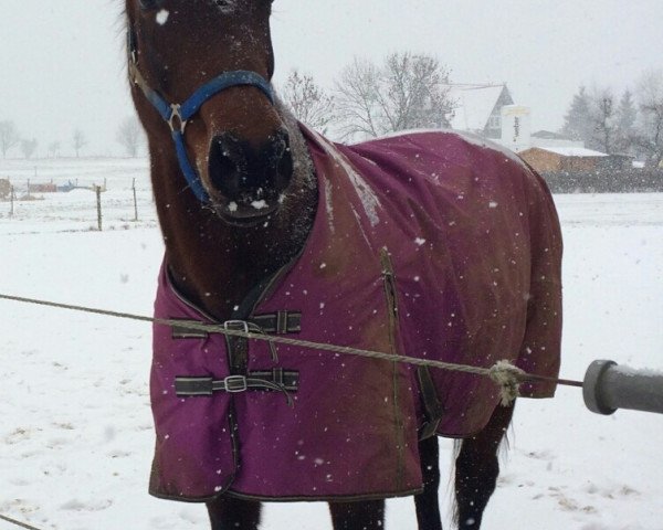 broodmare Domina (Hanoverian, 1990, from Don Juan)