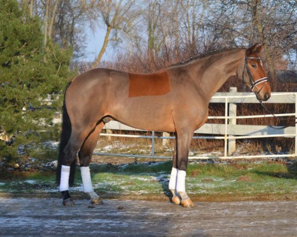 horse alab (Hanoverian, 2010, from Alabaster B)