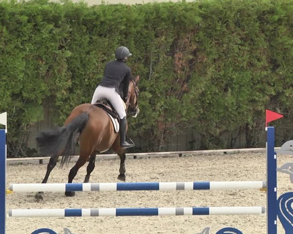 Reitturnier Worms-Pfeddersheim / Reitsportanlage Wittemer 2020