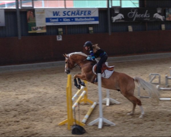 jumper Bonetti 6 (German Riding Pony, 1999, from Big Boy I)