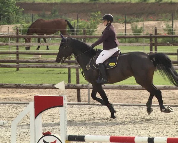 Reitturnier Worms-Pfeddersheim / Reitsportanlage Wittemer 2020