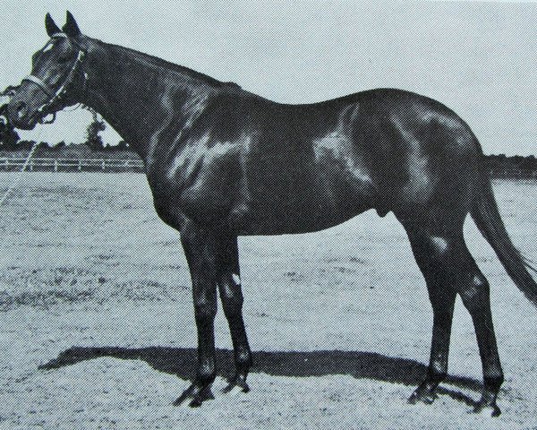 stallion Royal and Regal xx (Thoroughbred, 1970, from Vaguely Noble xx) stallion Royal and Regal xx (Thoroughbred, 1970, from Vaguely Noble xx)