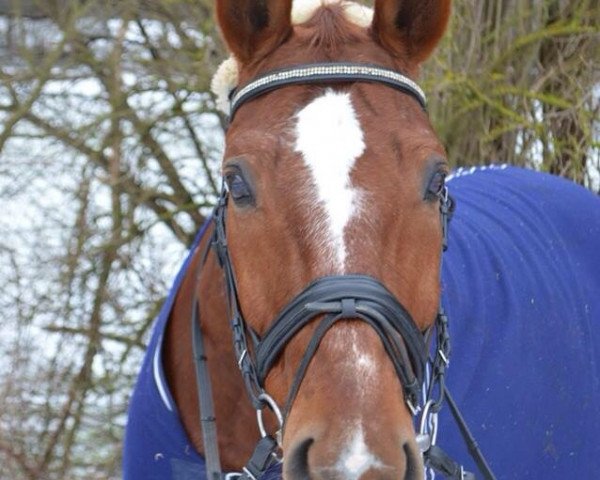 jumper Fandango 240 (Hanoverian, 2001, from Fabriano)