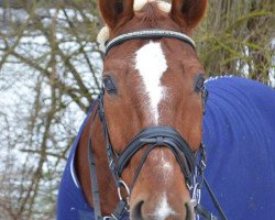 jumper Fandango 240 (Hanoverian, 2001, from Fabriano)
