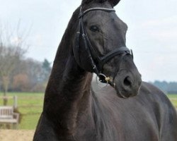 stallion Fürst Donnerhall (Hanoverian, 2003, from Florestan I)