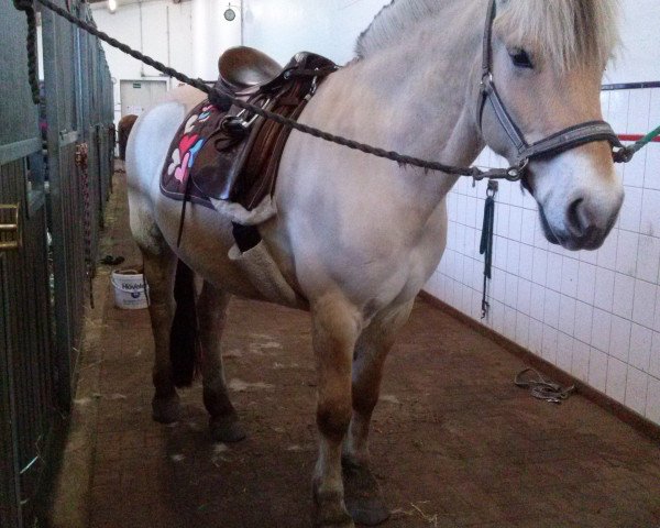horse Kastanjegårdens Frederik (Fjord Horse, 2008, from Glibings Ajs FJH 736)