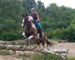 dressage horse Elmegardens Bastian (Pinto with riding horses pedigree, 2008)