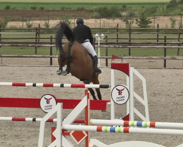 Reitturnier Worms-Pfeddersheim / Reitsportanlage Wittemer 2020